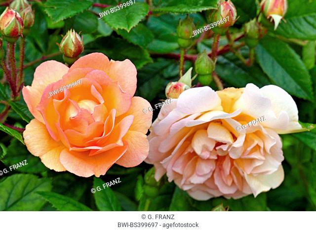 ornamental rose (Rosa 'Ghislaine de Feligonde', Rosa Ghislaine de Feligonde), cultivar Ghislaine de Feligonde