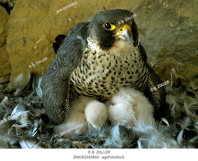 peregrine falcon (Falco peregrinus), female gathering the chicks under the wings, Germany, Baden-Wuerttemberg