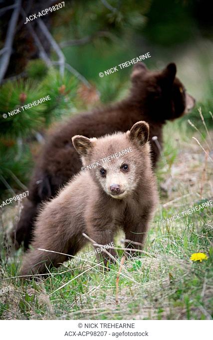 Ursus americanus, black bear, rocky mountains, Alberta, Canada, cub, young