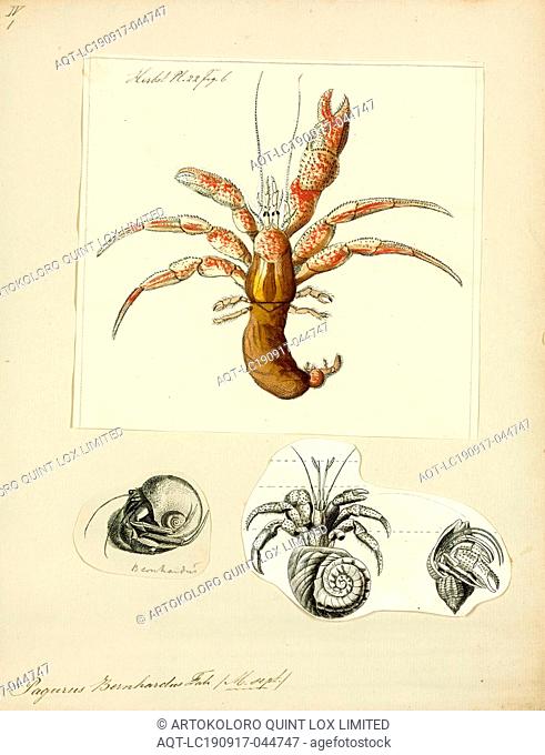 Pagurus bernhardus, Print, Pagurus bernhardus is the common marine hermit crab of Europe's Atlantic coasts. It is sometimes referred to as the common hermit...