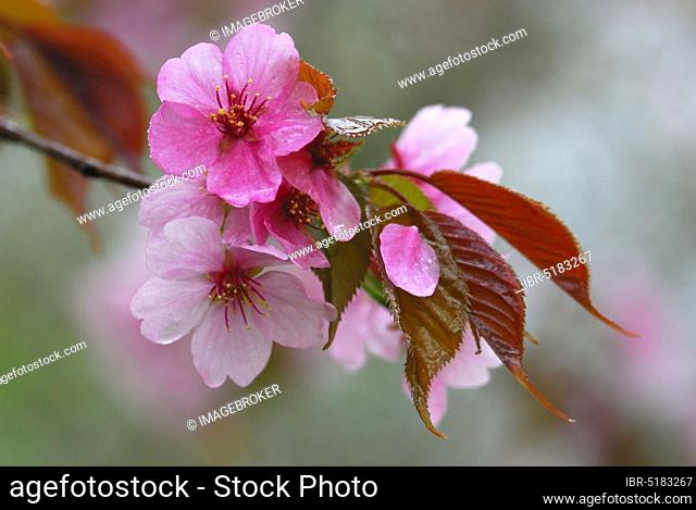 Japanese decorative cherry, prune, cherry plum