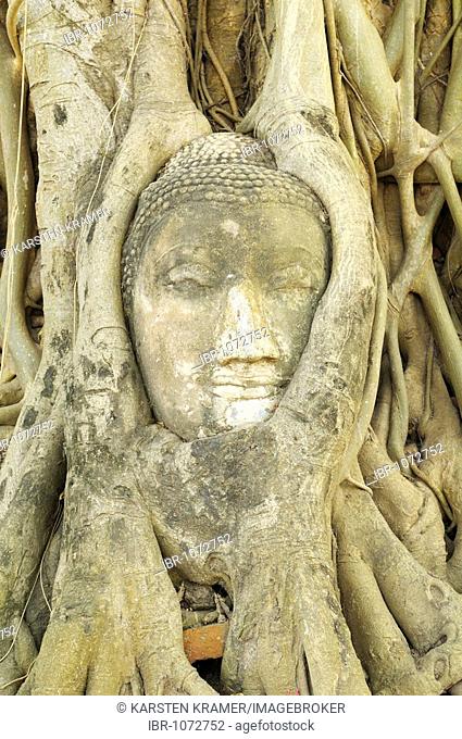 Ingrown image of Buddha in the Wat Mahathat Temple in the temple of the Unesco World Heritage Site, Ayutthaya, Thailand, Asia