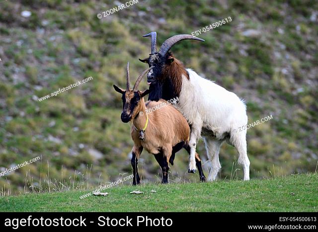 Herd from many goat in austria. Ziegen auf einer Alm in Oesterreich