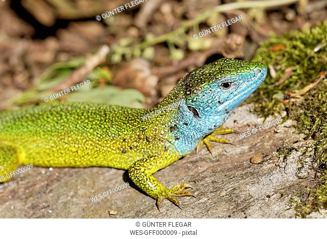 Austria, Western Green Lizard in Thayatal National Park