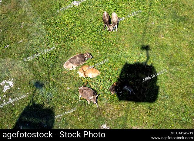 austria, kleinwalsertal, cows on the mountain pasture with the drop shadow of the ifenbahn
