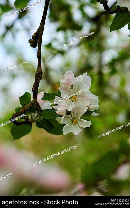 Cultivated apple (Prunus domestica), blooming, Bavaria, Germany