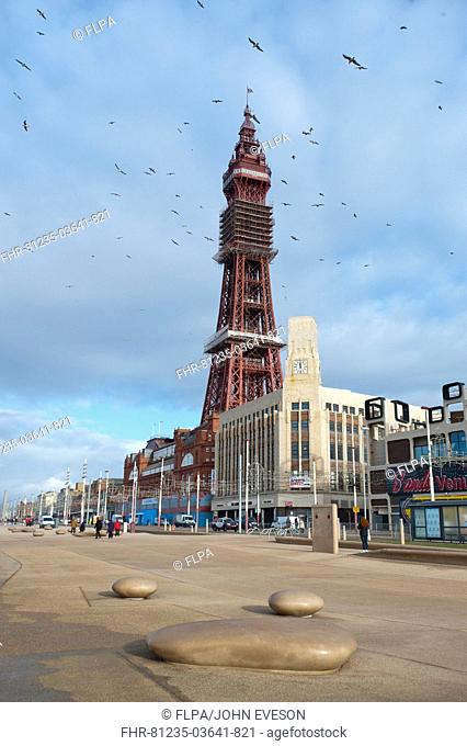 New promenade development in seaside resort town, Blackpool Tower in background, Blackpool, Lancashire, England, january