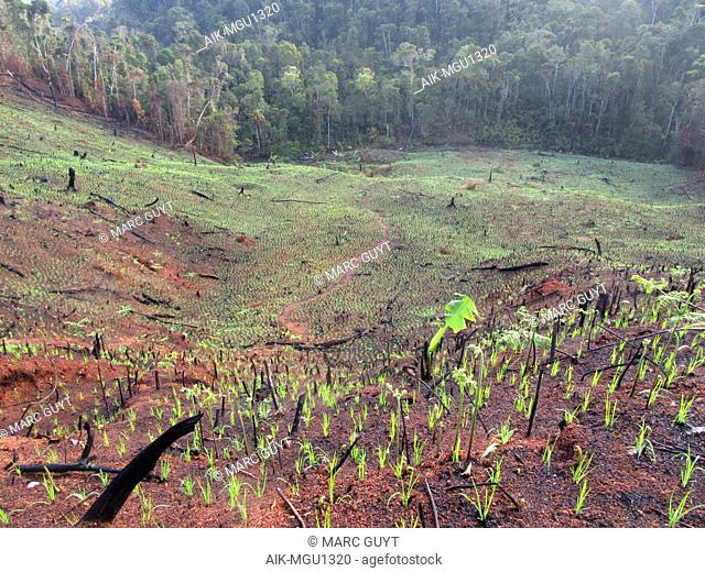 Deforested hills by fire–fallow cultivation near the entrance of Andasibe-Mantadia NP in Madagascar. A farming method that involves the cutting and burning of...