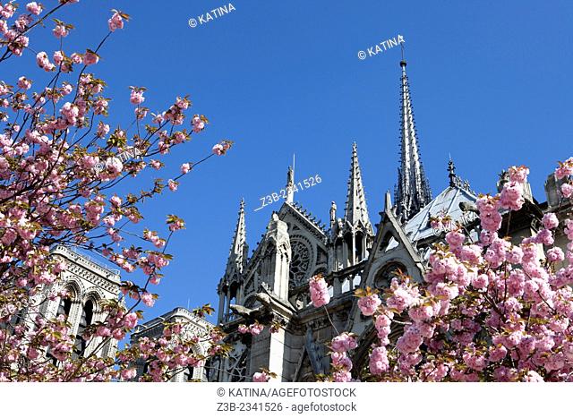 View of Notre Dame Cathedral through cherry blossoms in Notre Dame Park, Ile de la Cite, Paris, France