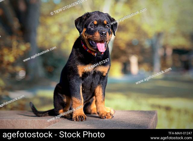 sitting Rottweiler Puppy