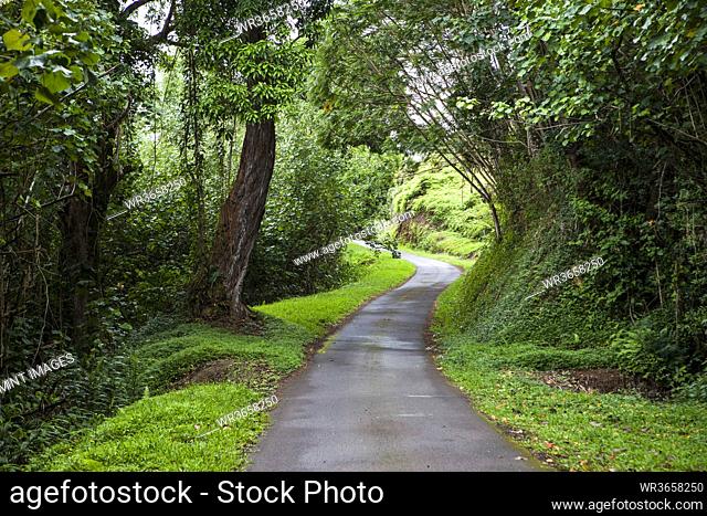 Winding narrow country road with trees and green verges