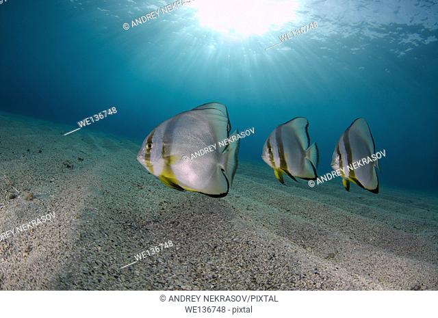 teira batfish or longfin batfish (Platax teira) on the sandy bottom, Red sea, Marsa Alam, Abu Dabab, Egypt