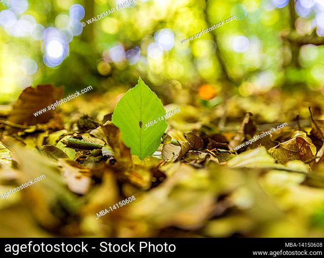 green beech leaf, close-up, abstract circular bokeh