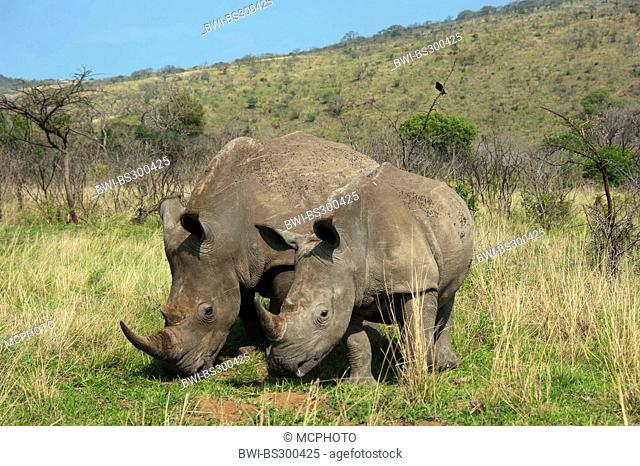 white rhinoceros, square-lipped rhinoceros, grass rhinoceros (Ceratotherium simum), two rhinoceroses standing side by side in savanna, South Africa