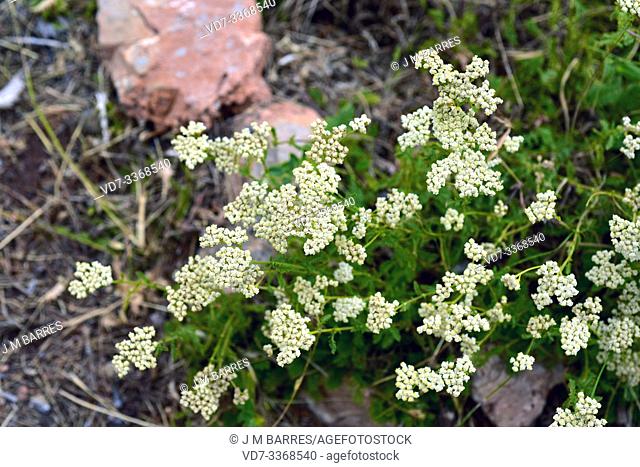 Achillea odorata is a perennial herb endemic to western Mediterranean Basin. This photo was taken in Sierra Nevada National Park, Granada province, Andalucia
