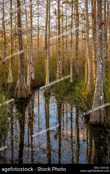 Dwarf Cypress Forest. The Everglades National Park. Florida. USA