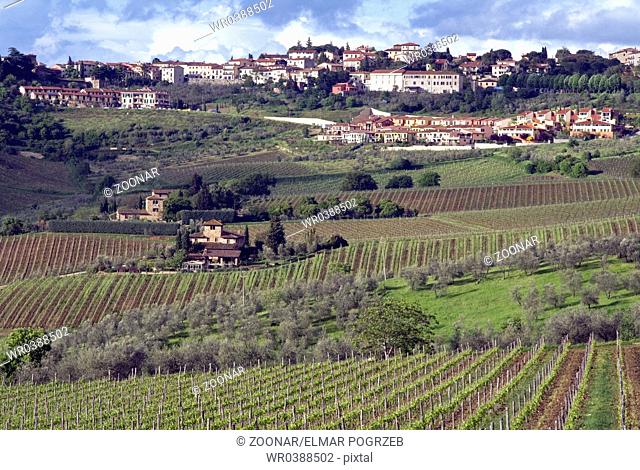 Wine fields, Panzano, Tuscany, Italy