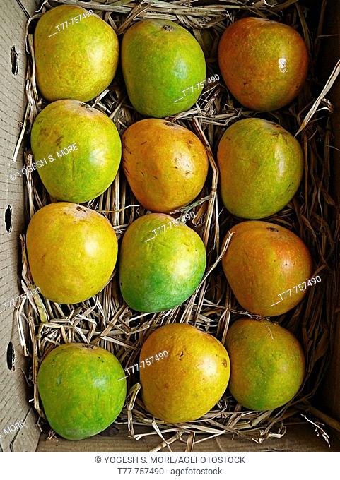 Alphonso mangoes are kept in a wooden box for packing. Mangifera indica L. Anacardiaceae, Alphonso mango. The flesh of a mango is peachlike and juicy