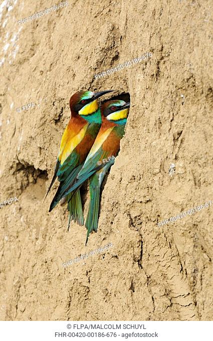European Bee-eater Merops apiaster adult pair, at nesthole in sand bank, Bulgaria, may