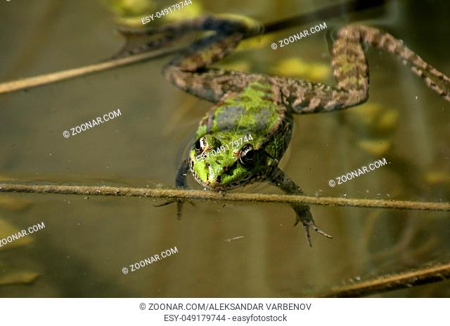 Marsh green frog with its head popping out of pond water amid weed and reeds