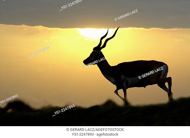 Blackbuch Antilope, antilope cervicapra, silhouette of Male
