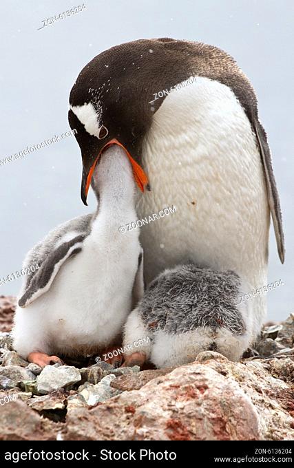 Gentoo penguin female that feeds one of the chicks in the nest