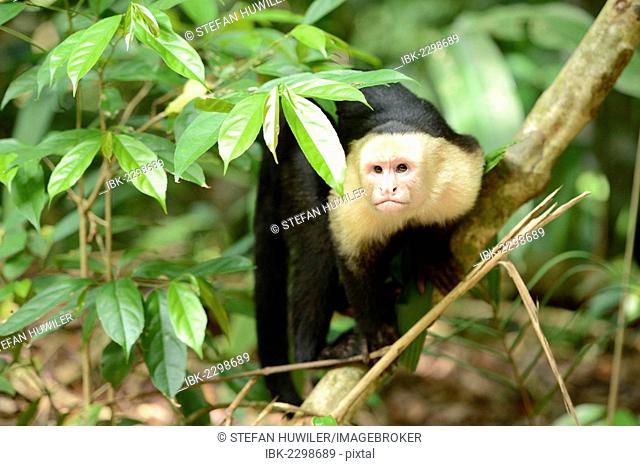 White-headed or White-faced capuchin (Cebus capucinus), Manuel Antonio National Park, Central Pacific Coast, Costa Rica, South America