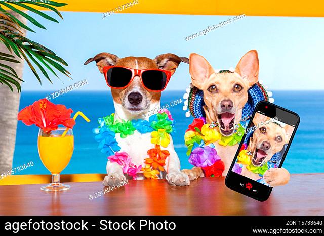 two funny drunk dogs with a summer cocktail , while taking a selfie with a smartphone telephone , on summer vacation holidays
