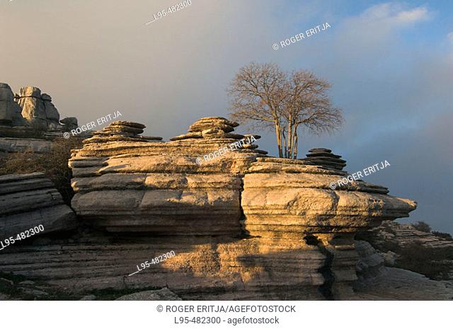 Tree growing on Jurassic limestones, Torcal de Antequera. Málaga province, Andalusia, Spain