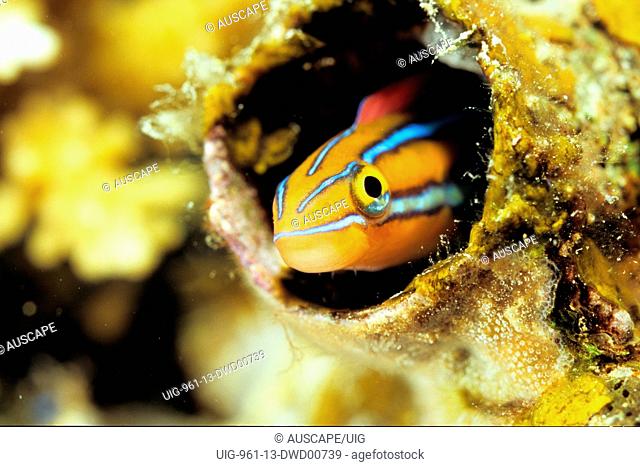 Bluestriped fangblenny hiding in deserted worm tube, Great Barrier Reef, Queensland, Australia
