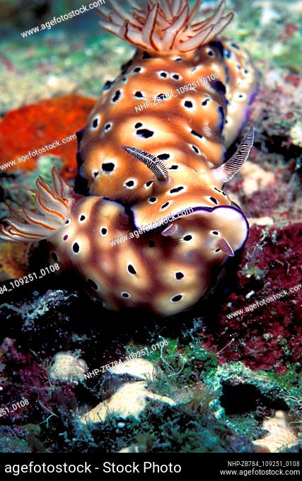 Nudibranchs mating, Risbecia tryoni, Sulawesi Indonesia.  Date: 24/02/2005  Ref: ZB784-109251-0108  COMPULSORY CREDIT: Oceans Image/Photoshot