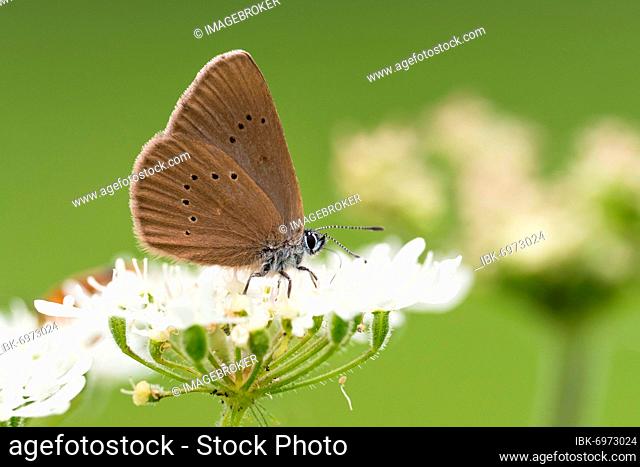 Dusky large blue (Glaucopsyche nausithous) on common Common yarrow (Achillea millefolium), Hesse, Germany, Europe
