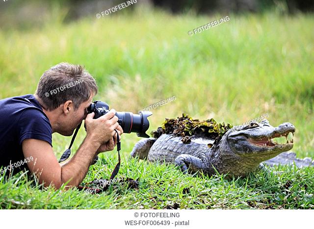 South America, Brasilia, Mato Grosso do Sul, Pantanal, Photographer and a Yacare caiman, Caiman yacare