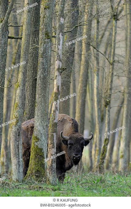 European bison, wisent Bison bonasus, adult bull standing in a light forest in a meadow, Germany