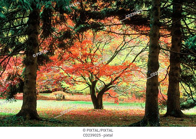 Colour japanese maples (Acer palmatum) at autumn. Westonbirt Arboretum. Gloucestershire. England