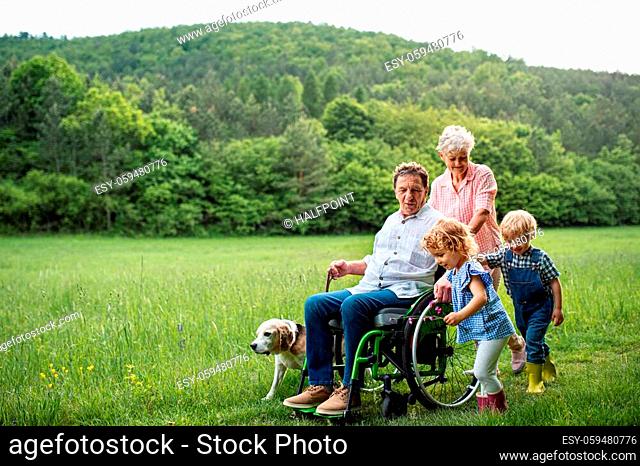 Small children with senior grandparents in wheelchair and dog on a walk on meadow in nature