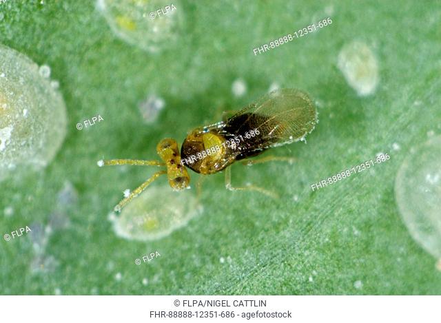 An adult parasitoid wasp, Encarsia tricolor, with larval scales of cabbage whitefly, Aleyrodes proletella
