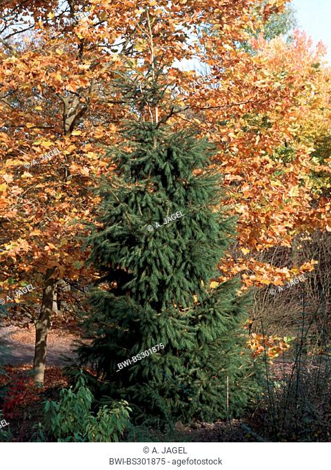 Picea smithiana (Picea smithiana), in an arboretum