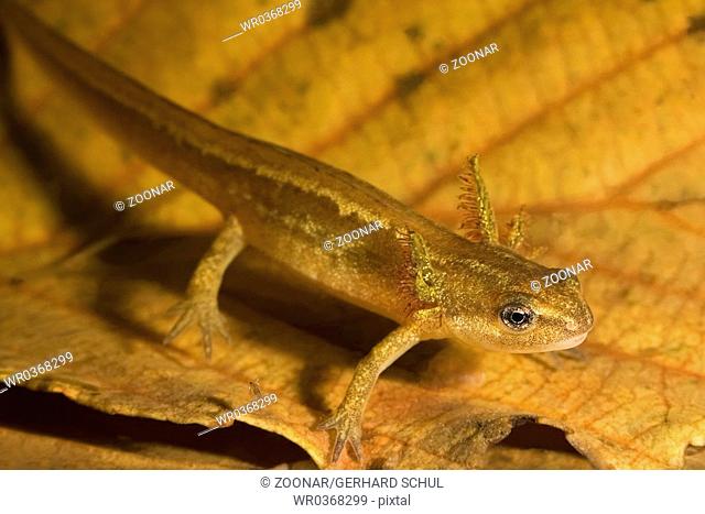 Smooth Newt Larvae, Young Smooth Newt with outside gill