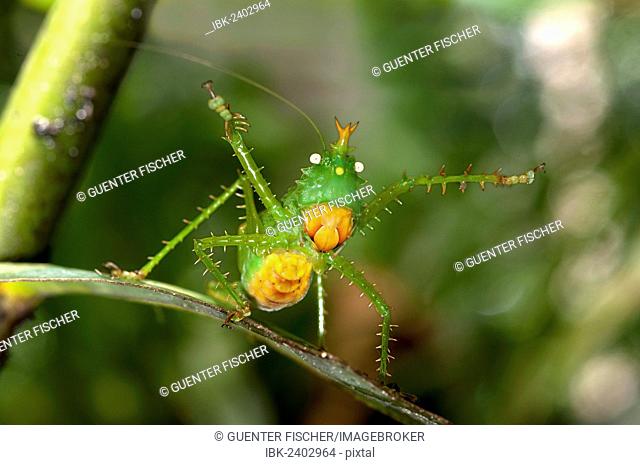 Threatening pose of a Spiny Devil Bush cricket (Panacanthus cuspidatus), Tiputini rain forest, Yasuni National Park, Ecuador