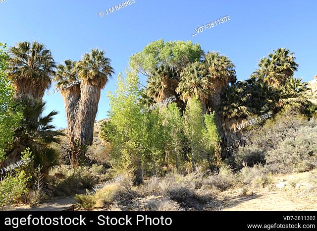 California fan palm (Washingtonia filifera) is a palm native to southwestern USA (California and Arizona) and Baja California (Mexico)