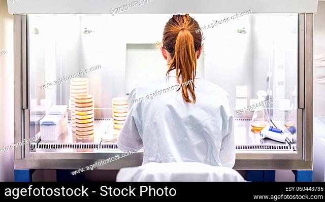 Female scientist working with laminar flow at corona virus vaccine development laboratory research facility. Corona virus pandemic concept