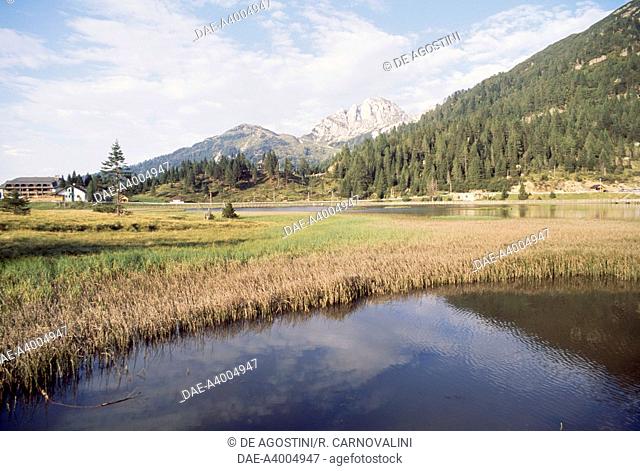 Pramollo peat bog, with Gartnerkofel mountain in the background, Friuli-Venezia Giulia, Italy