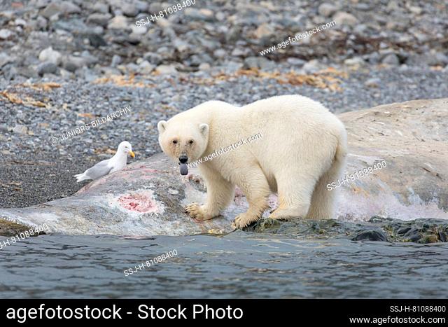 Polar Bear (Ursus maritimus). Bear eating on a whale carcass, Spitsbergen, Norway