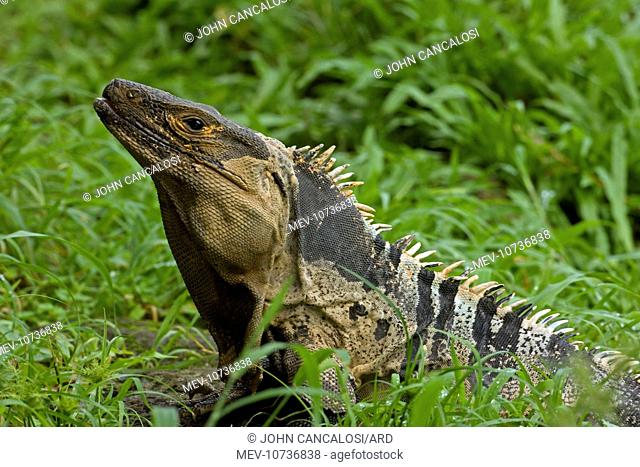 Spiny-tailed Iguana - Tropical dry forest (Ctenosaura similis)