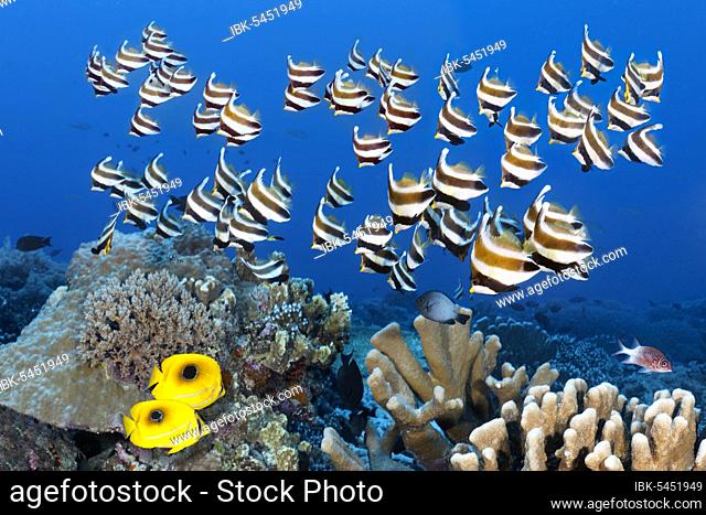 Swarm of fish Pacific bannerfish (Heniochus chrysostomus), pair of Bennetts butterflyfish (Chaetodon bennetti) swimming over coral reef, Pacific, Sulu Sea