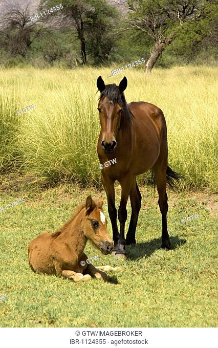 Mare and foal along the Ruta 40, Calchaqui valley, Argentina