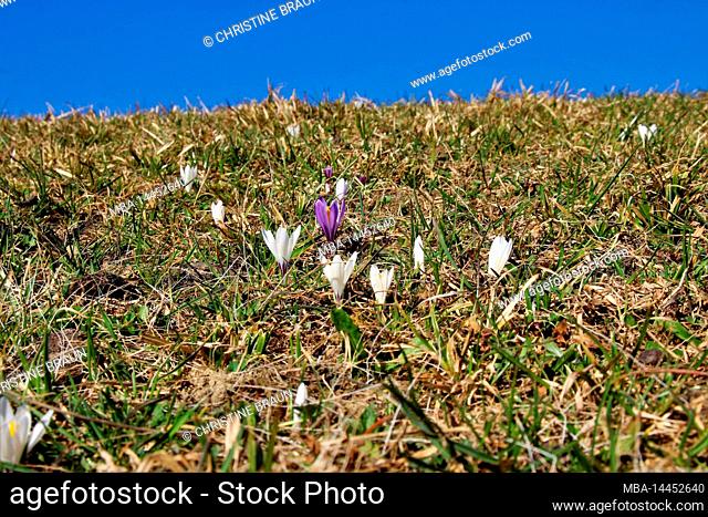 Spring moves into the country, crocus meadow on the way from Eckbauer to Wamberg, blue sky, Germany, Bavaria, Upper Bavaria, Loisachtal, Garmisch- Partenkirchen
