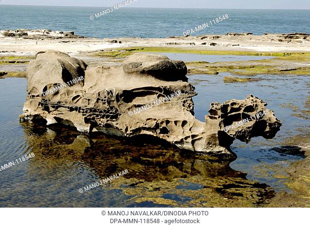 Camel shaped rock at Harihareshwar near Srivardhan ; Dist Raigad ; Maharashtra ; India