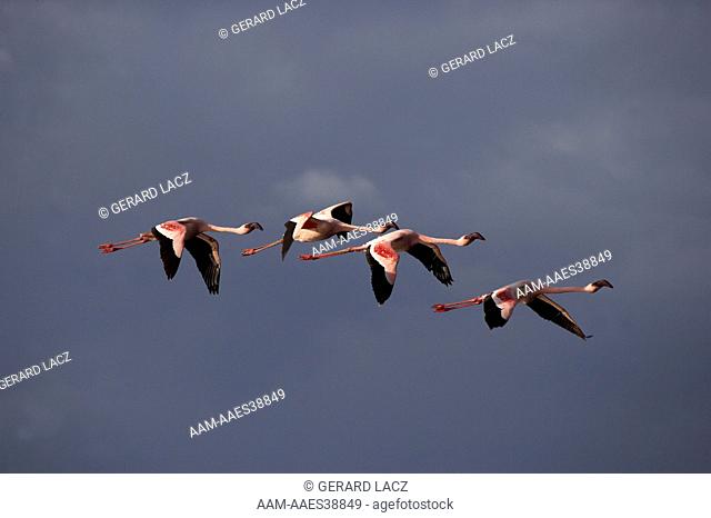 Lesser Flamingo, phoenicopterus minor, Adults in Flight, Nakuru Lake in Kenya